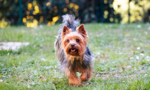 Wissenswertes über Zecken